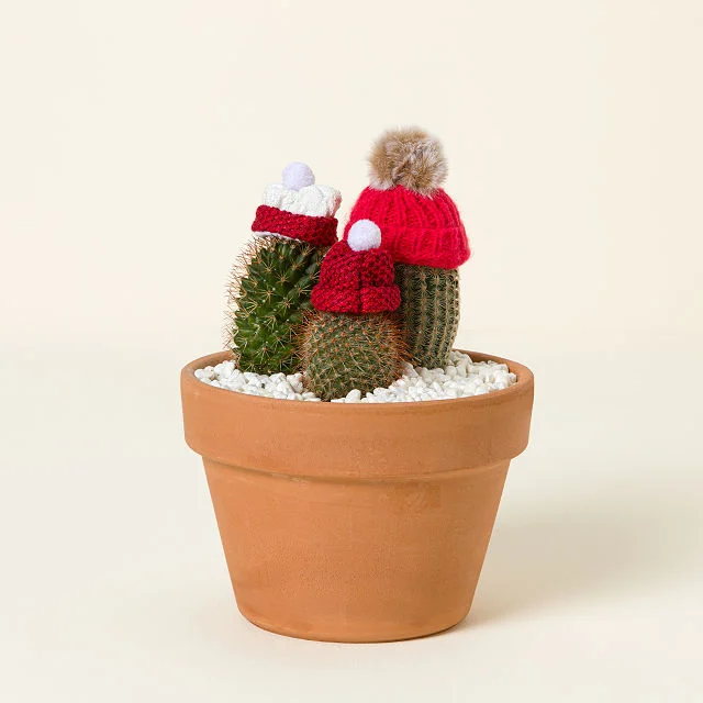 Desert Snow Festive Cacti Planter