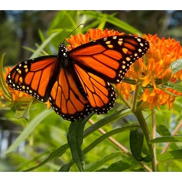 Roberta's 4pc Native Asclepias Butterfly Bouquet Live Pl
