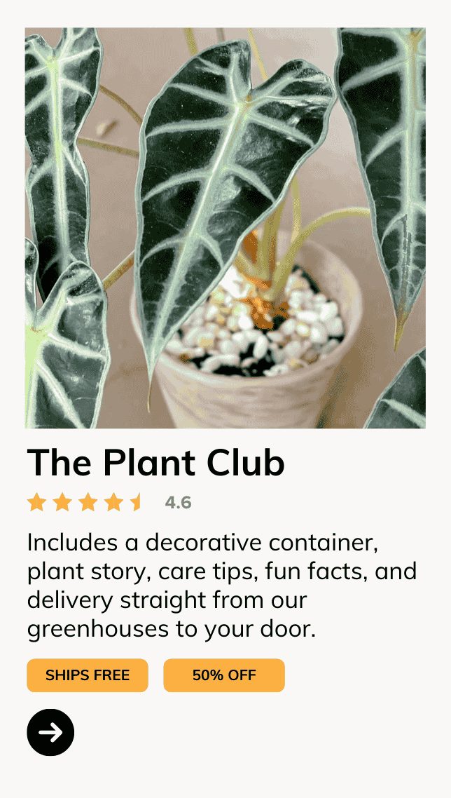 The Plant Club