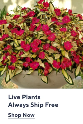 Live Plants Always Ship Free