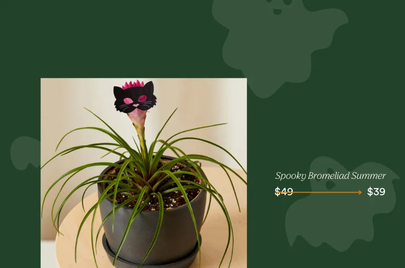 save on bromeliad summer