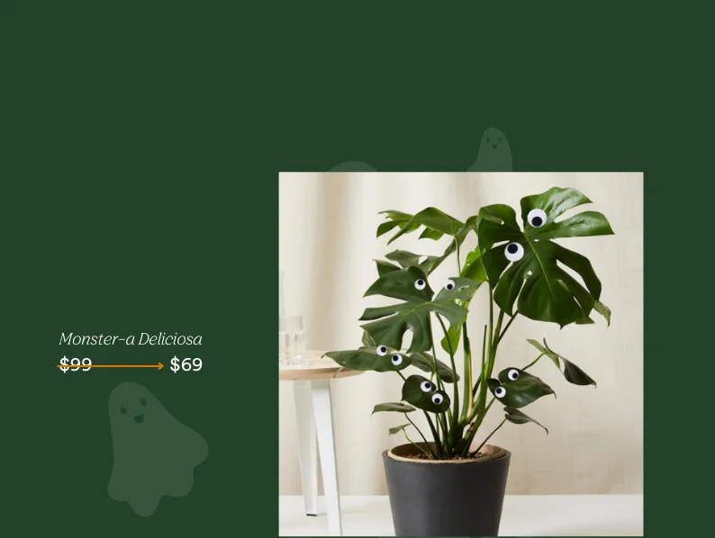 save on monstera deliciosa