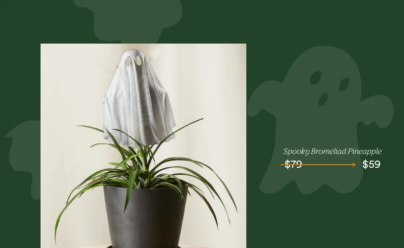 save on bromeliad pineapple