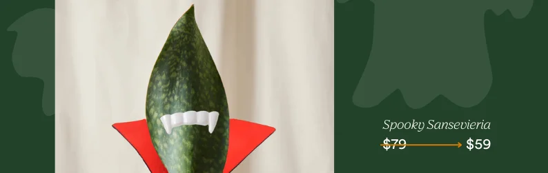 save on whalefin sansevieria