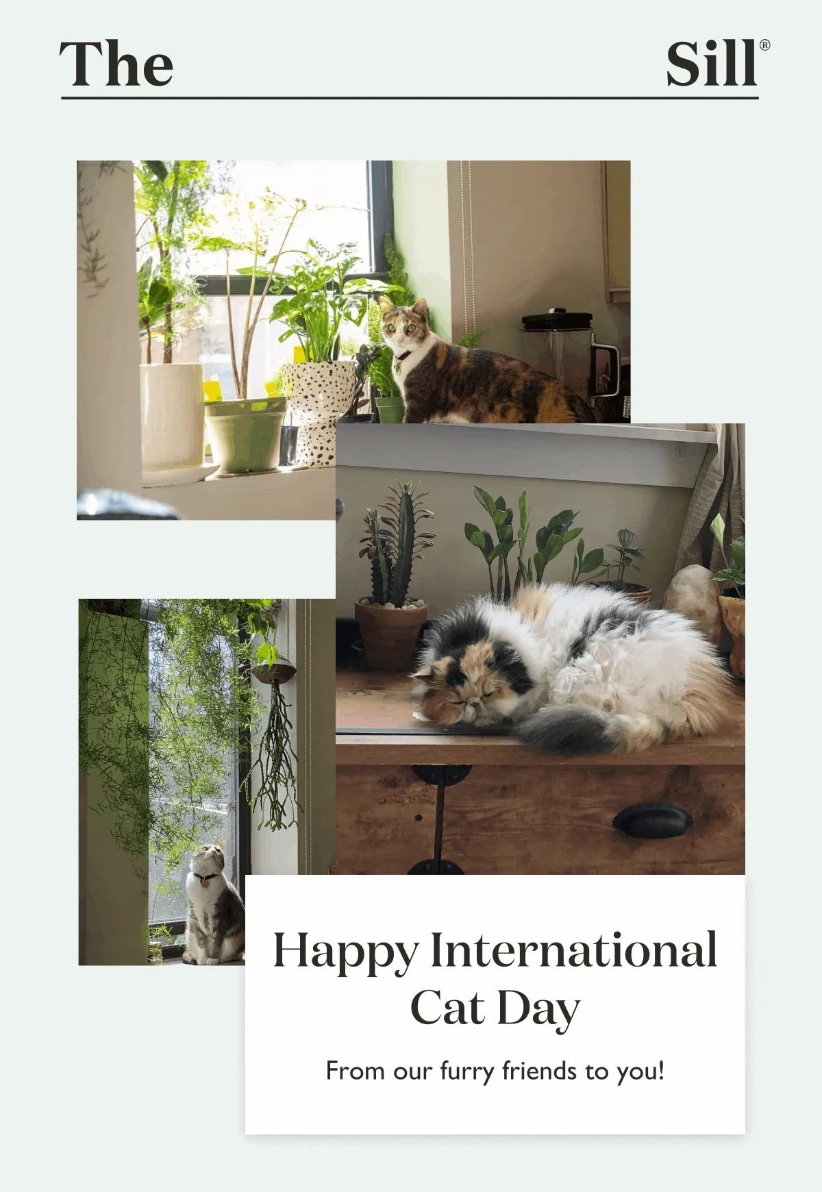 Happy International Cat Day!