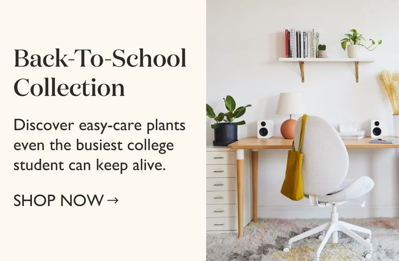 Shop Our Back-To-School Collection of Easy-Care Plants