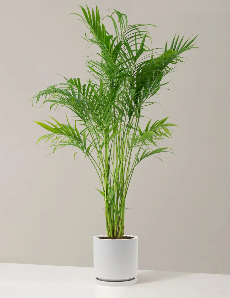 Image of Large Cat Palm