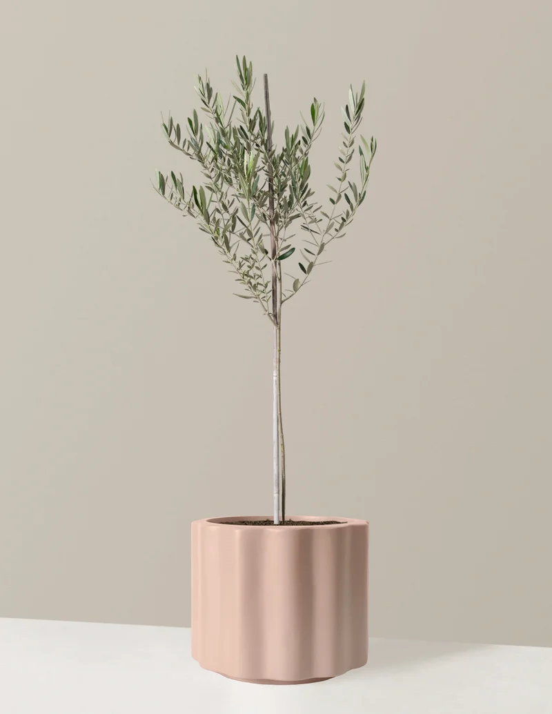Image of Large Olive Tree