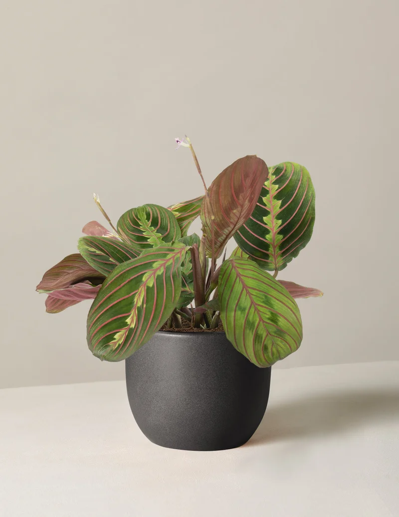 Image of Maranta Red