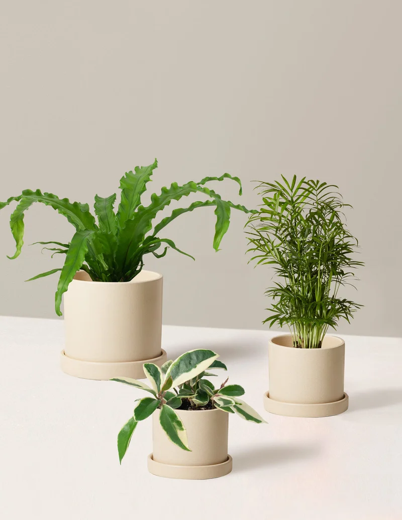 Image of Pet-Friendly Plant Parent Set