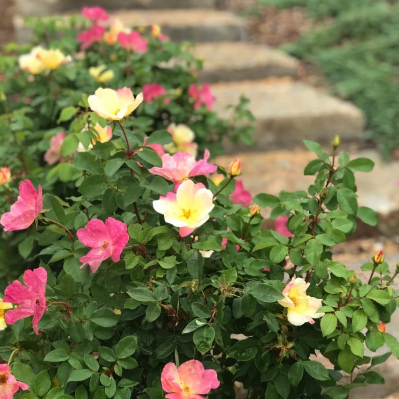 Image of The Champion™ Sunblush Rose