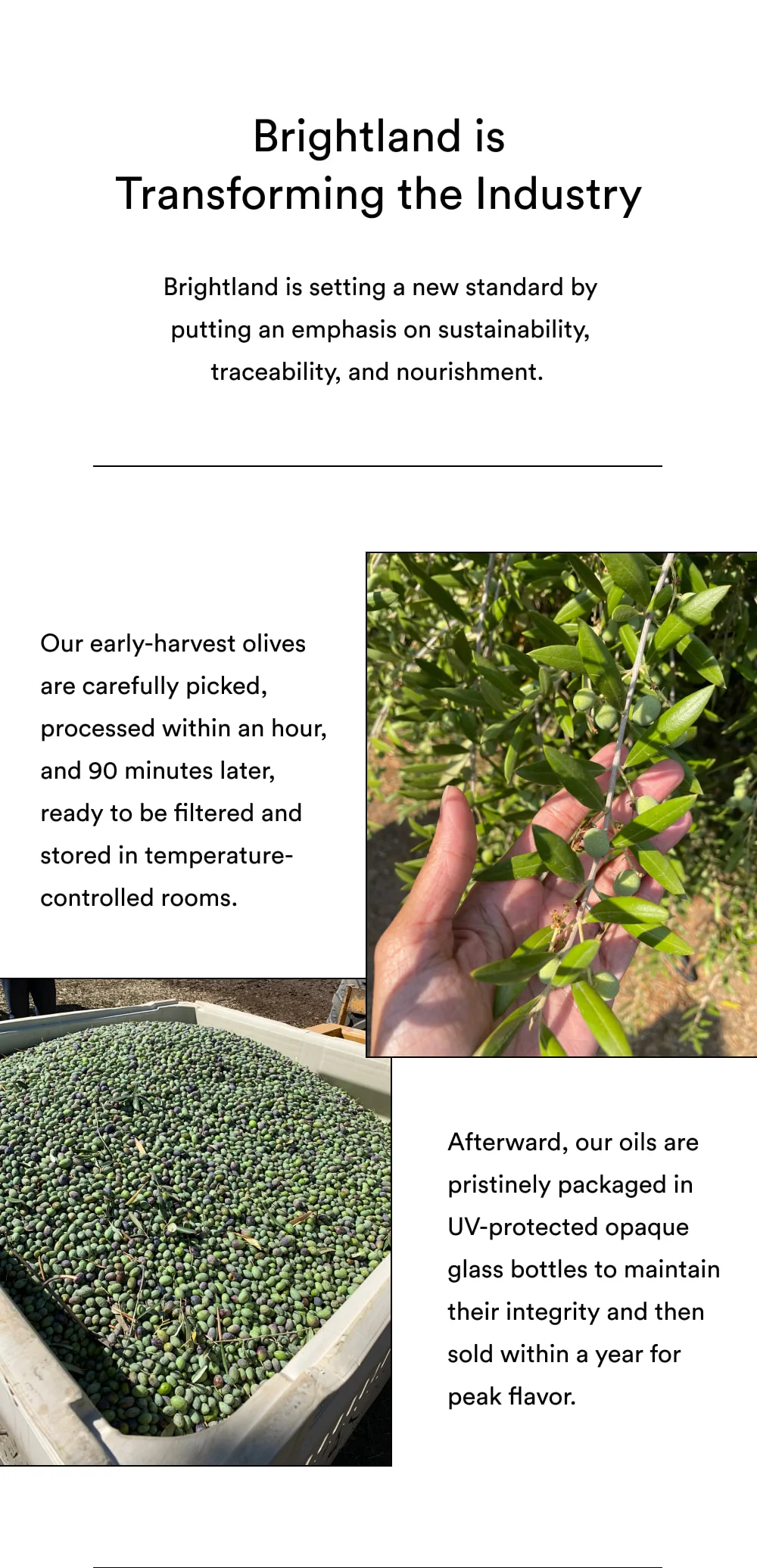 Brightland is Transforming the Industry Brightland is setting a new standard by putting an emphasis on sustainability, traceability, and nourishment.   Our early-harvest olives are carefully picked, processed within an hour, and 90 minutes later, ready to be filtered and stored in temperature-controlled rooms.   Afterward, our oils are pristinely packaged in UV-protected opaque glass bottles to maintain their integrity and then sold within a year for peak flavor.