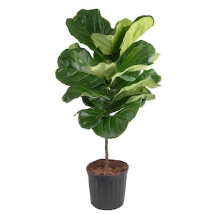Up to 20% Off Select House Plants