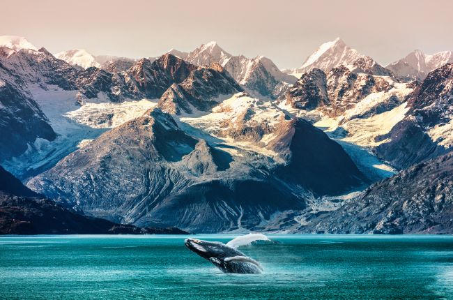 Whale Watch Excursion – Click to Learn More