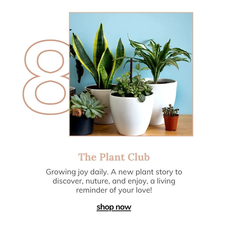 Unique plants and Elevated pots