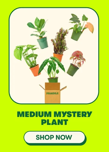 Medium Mystery Plant