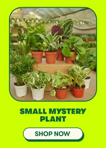 Small Mystery Plant