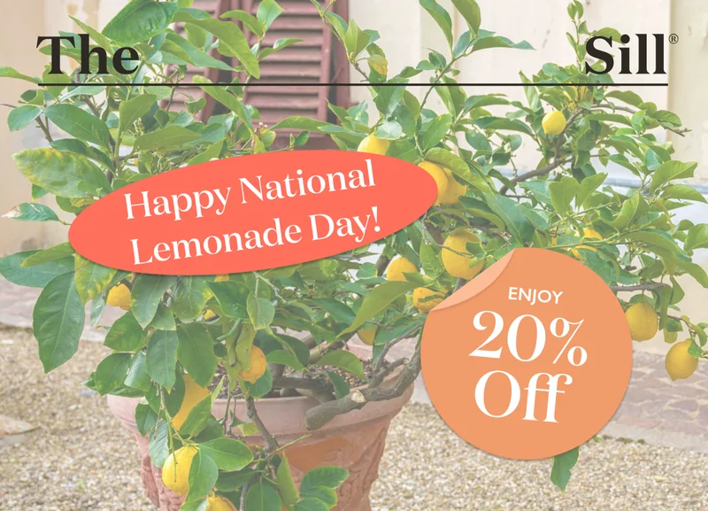 20% Off Citrus