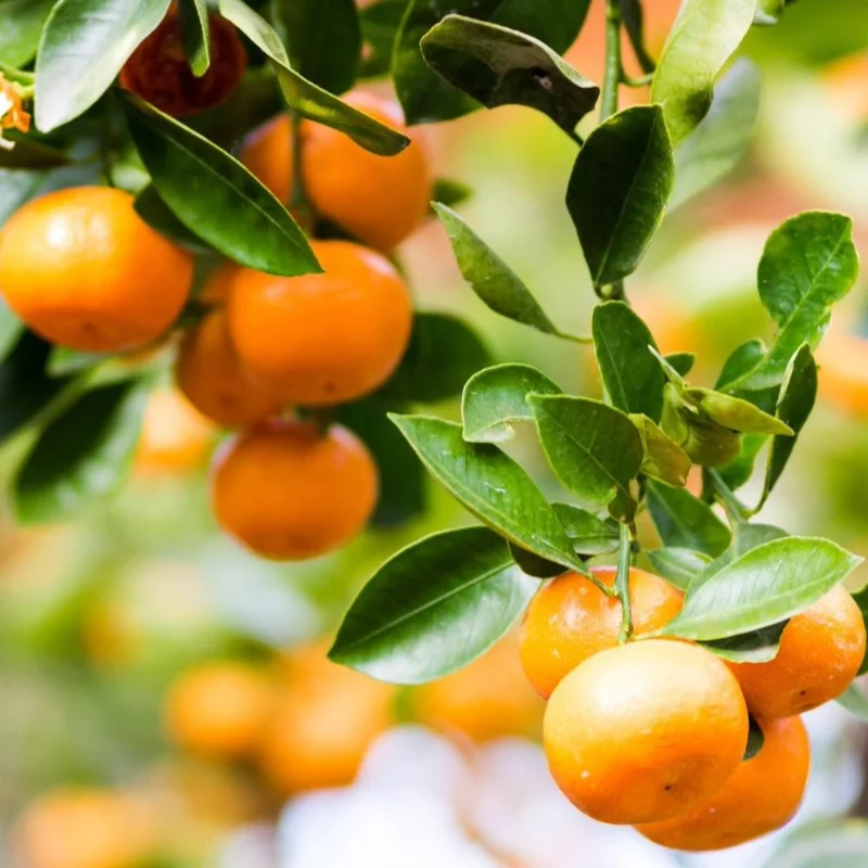 Image of Clementine Mandarin Tree