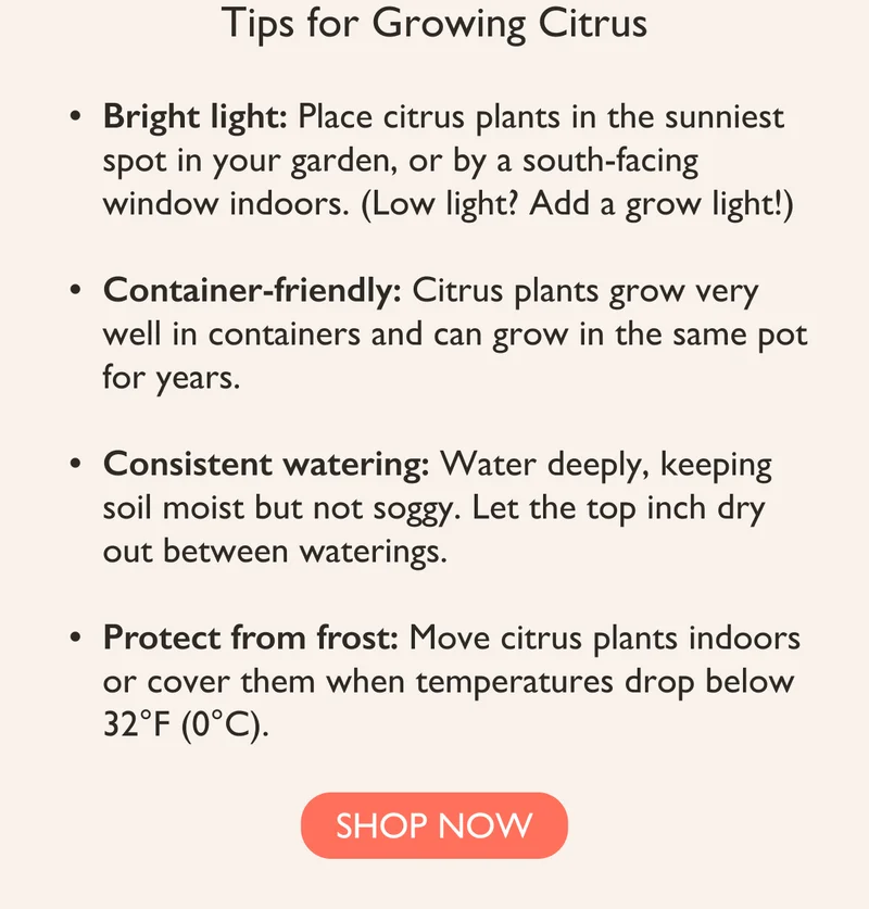 Tips for Growing Citrus