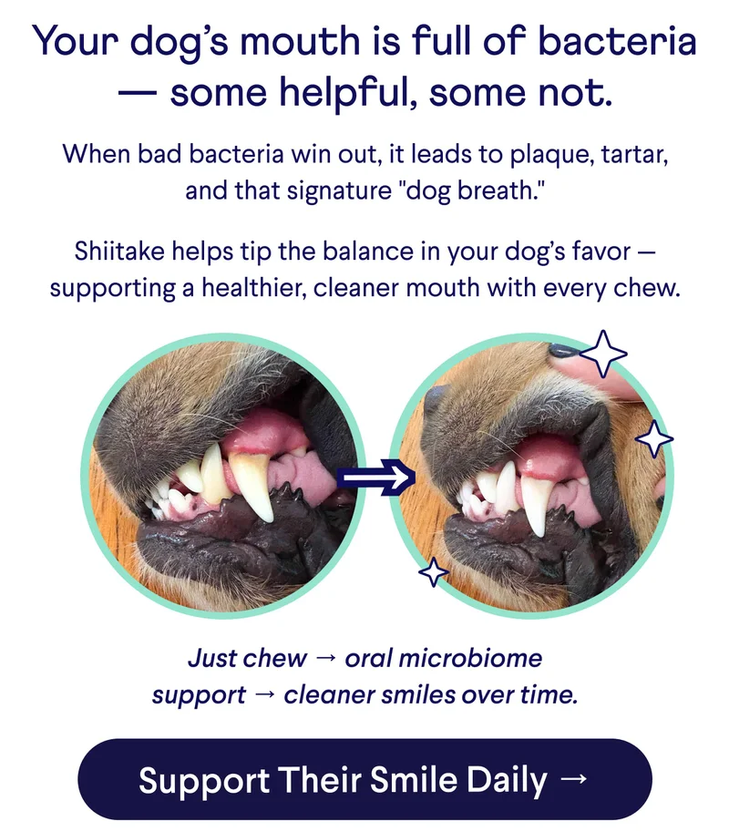 Text: Your dog’s mouth is full of bacteria — some helpful, some not.  When bad bacteria win out, it leads to plaque, tartar, and that signature "dog breath."  Shiitake helps tip the balance in your dog’s favor — supporting a healthier, cleaner mouth with every chew. Just chew → oral microbiome support → cleaner smiles over time.  CTA: Support Their Smile Daily →