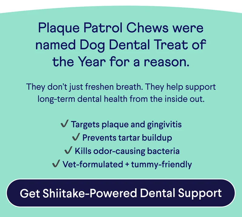 Text: Plaque Patrol Chews were named Dog Dental Treat of the Year for a reason.  They don’t just freshen breath. They help support long-term dental health from the inside out.  ✔ Targets plaque and gingivitis  ✔ Prevents tartar buildup  ✔ Kills odor-causing bacteria  ✔ Vet-formulated + tummy-friendly CTA: Get Shiitake-Powered Dental Support