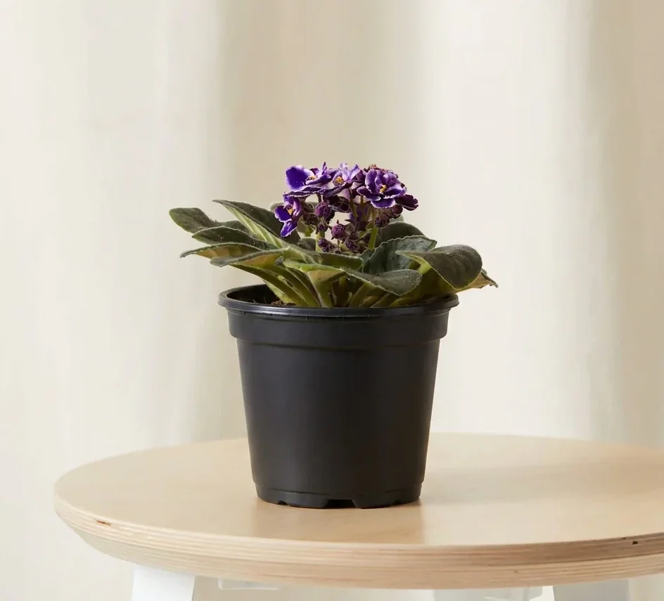 african violet bicolor