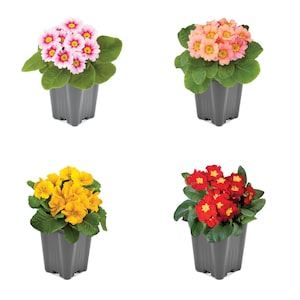 30% Off Select Perennials & Annuals