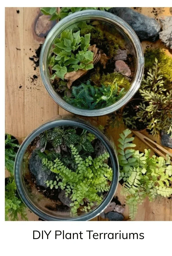 Wildcraft Plant Terrariums - Mystery DIY Box