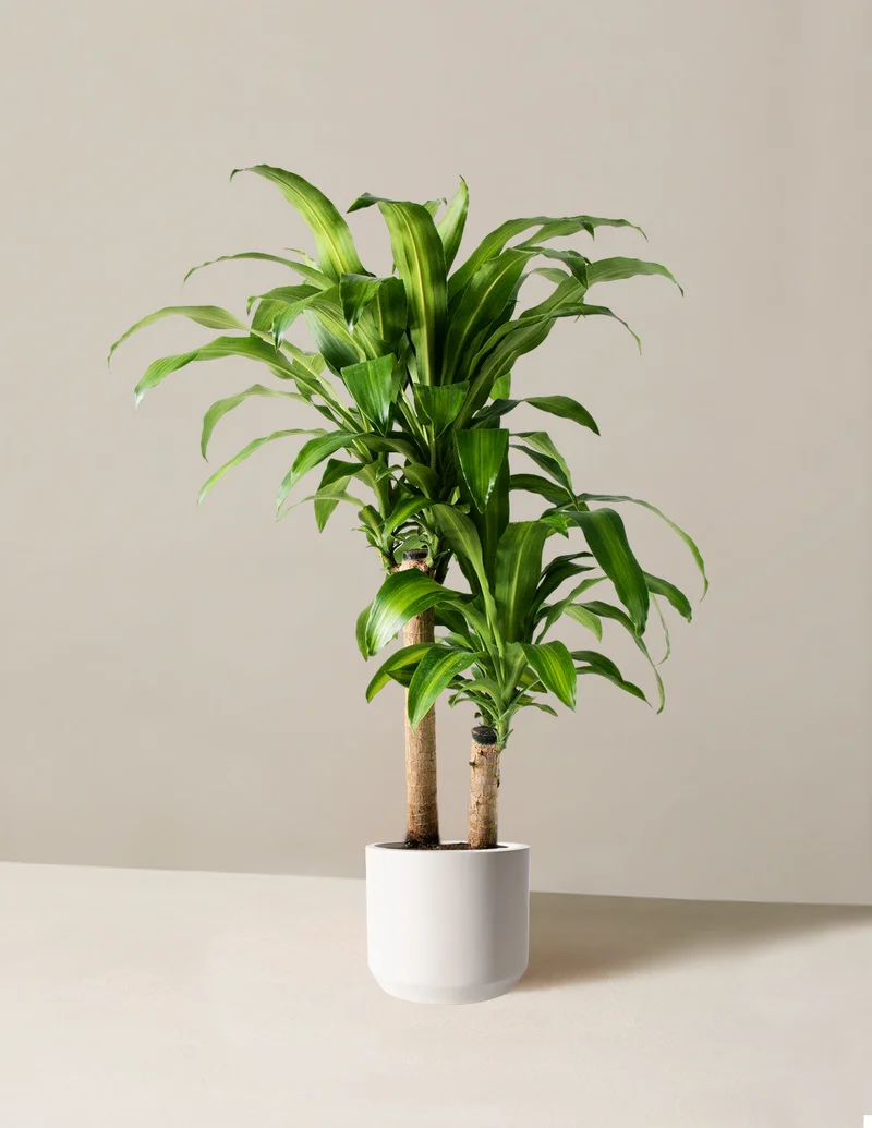 Image of Large Dracaena 'Mass Cane'