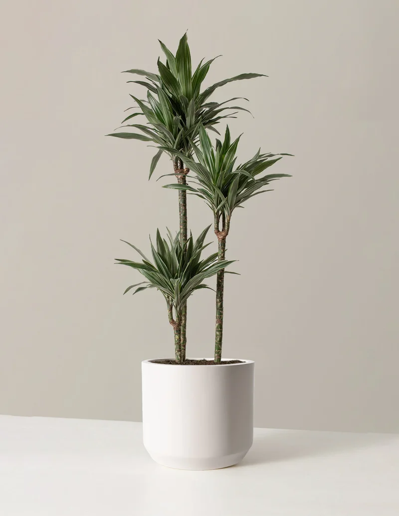 Image of Large Dracaena Warneckii