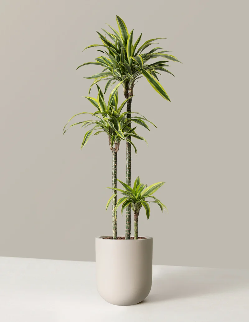 Image of Large Dracaena Lemon Lime