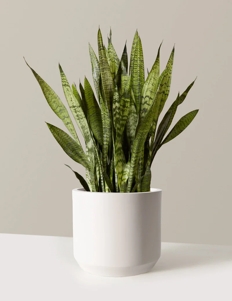 Image of Snake Plant Zeylanica