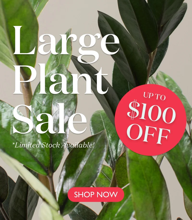 LARGE PLANT SALE: UP TO $100 OFF