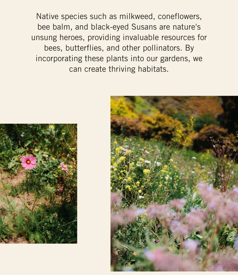Native species such as milkweed, coneflowers, bee balm, and black-eyed Susans are nature's unsung heroes, providing invaluable resources for bees, butterflies, and other pollinators. By incorporating these plants into our gardens, we can create thriving habitats.