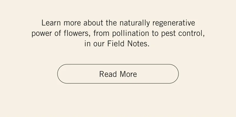 Learn more about the naturally regenerative power of flowers, from pollination to pest control, in our Field Notes. Read More.