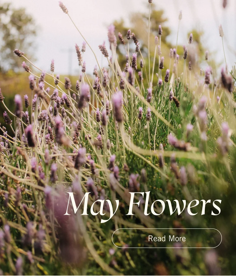 May Flowers. Read More.