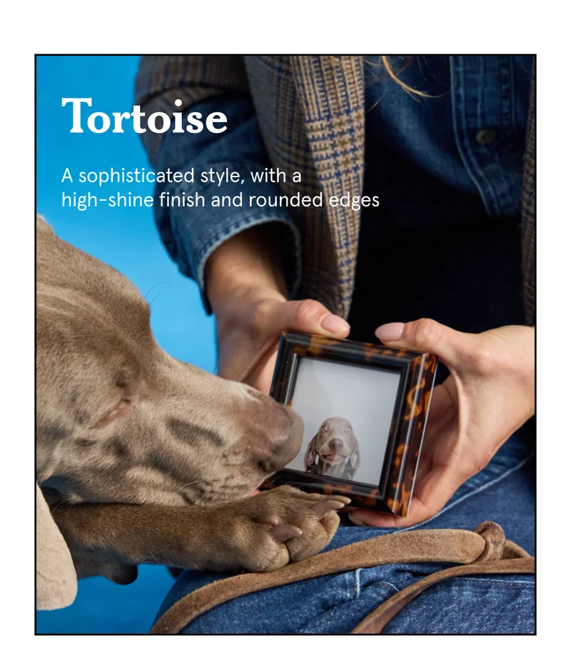 Tortoise