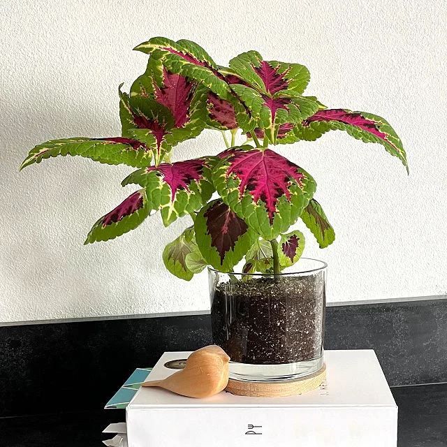 Grow-Your-Own Painted Leaf Plant Kit