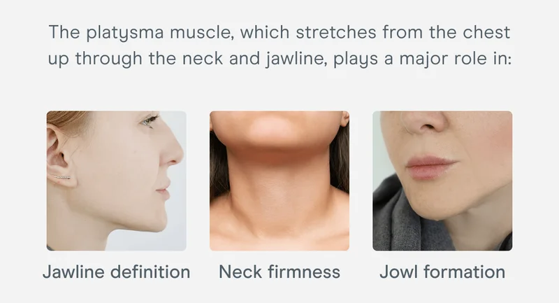 The platysma muscle, which stretches from the chest up through the neck and jawline, plays a major role in: Neck firmness. Jawline definition. Jowl formation.