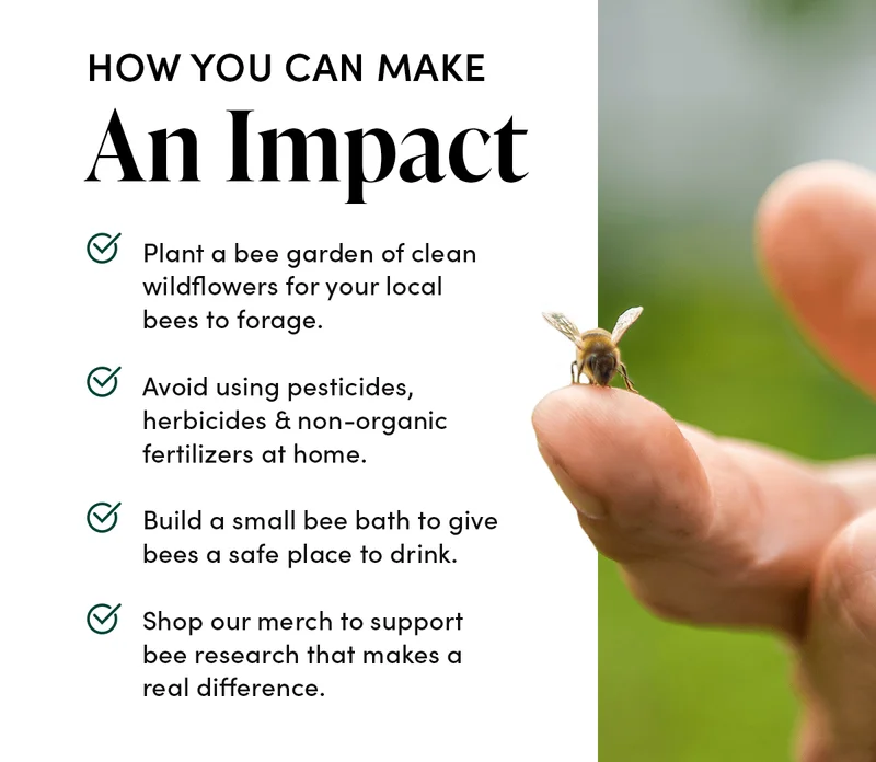 How You Can Make an Impact              Plant a bee garden of clean wildflowers for your local bees to forage.    Avoid using pesticides, herbicides & non-organic fertilizers at home.  Build a small bee bath to give bees a safe place to drink. Shop our merch to support bee research that makes a real difference.