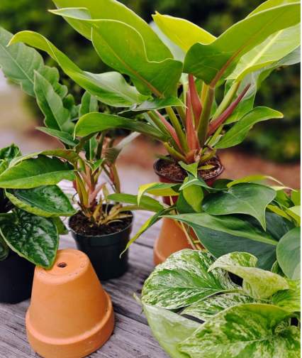 Shop Plant & Garden