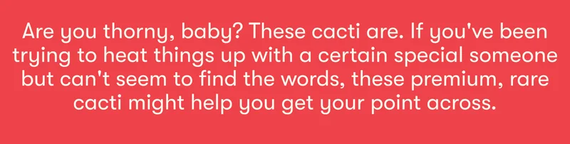 Are you thorny, baby? These cacti are. If you've been trying to heat things up with certain special someone but can't seem to find the words, these premium, rare cacti might help you get your point across.