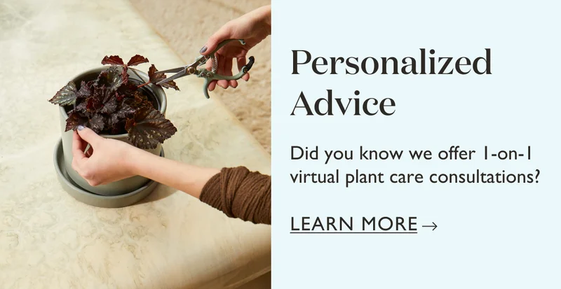 Did you know we offer 1-on-1 virtual plant care consultations? Learn more!