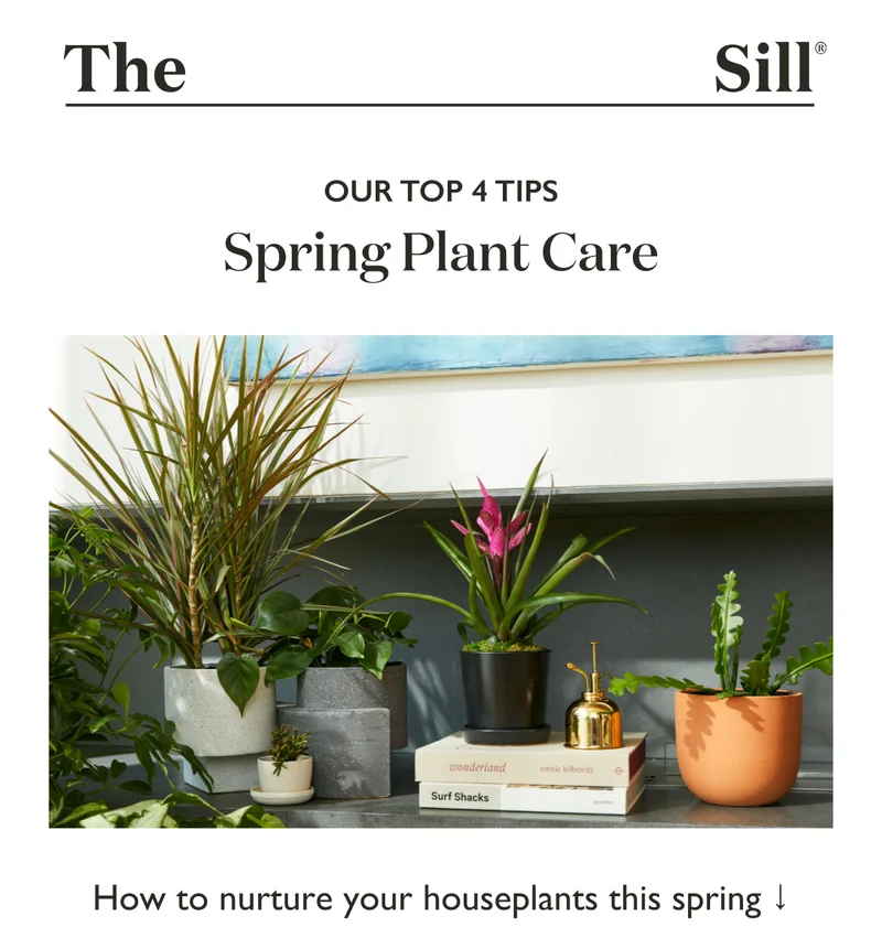 Our Top 4 Tips for Spring Plant Care