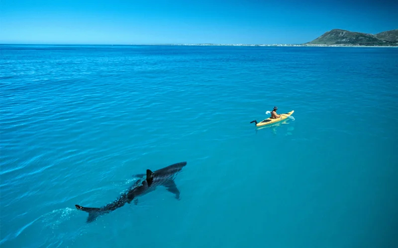 A shark underwater follows a scientist in a yellow kayak from behind as the scientist looks behind him.