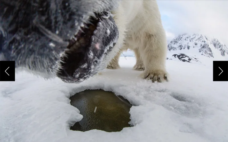 A polar bear’s snout can be seen up close investigating a camera.