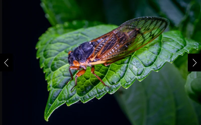 Periodical cicadas have red eyes and emerge from the ground at 13- or 17-year intervals. Brood XIV is part of the latter group.
