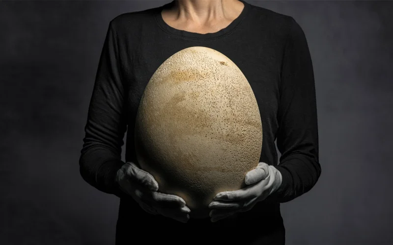 An intact, fossilized specimen of the world’s largest egg—of any known species ever on Earth—entered the National Geographic Society's collection in 1967.