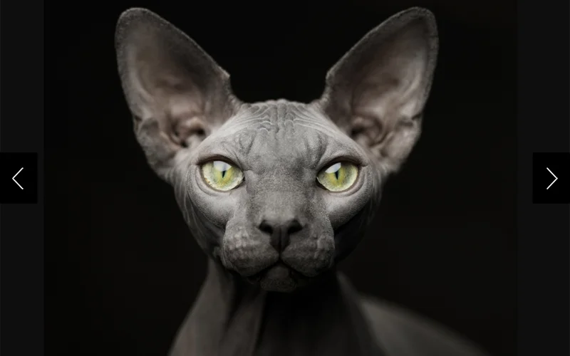 Portrait of Ed. He’s a Canadian sphynx cat.